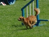 Agility - Legnickie Pole 02.08.09