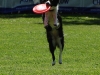 frisbee18