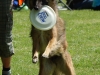 frisbee33