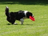 frisbee6