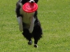 frisbee8